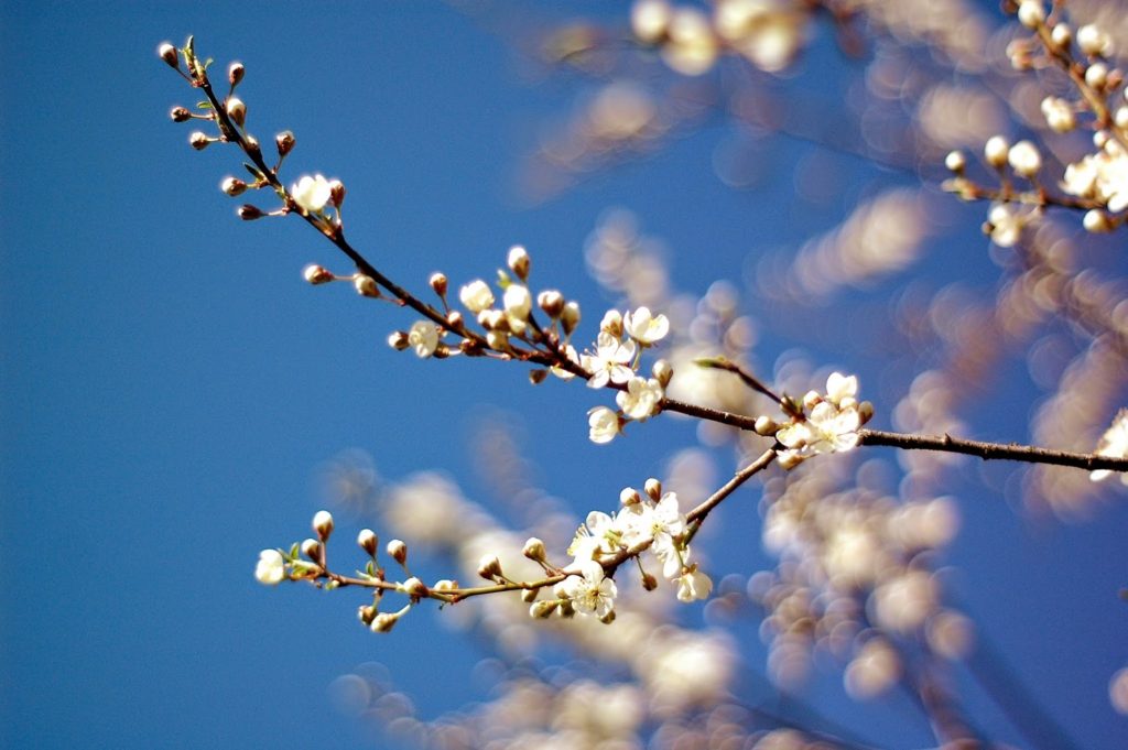 upclose photo of cherry blossom tree branch