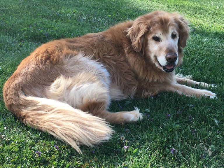 Gold retriever dog laying in grass