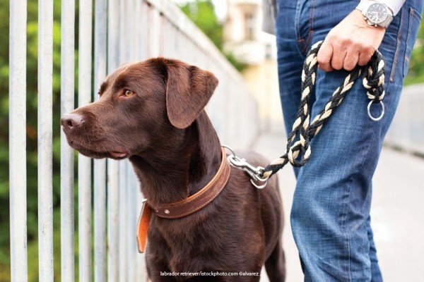 dog on a leash standing beside owner