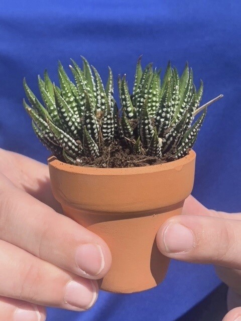 A small potted plant