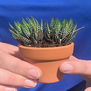 a small potted plant